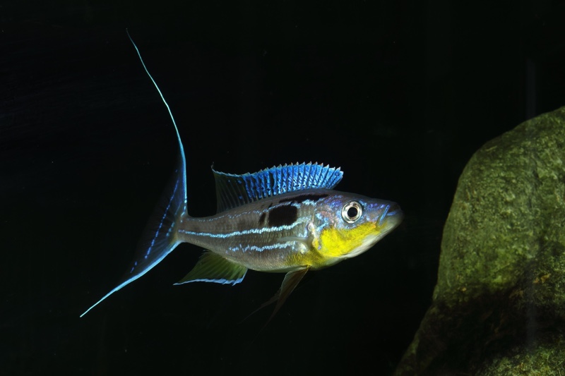Benthochromis horii 'Cape Kabogo'